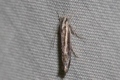 Leptosaces schistopa