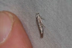 Leptosaces schistopa