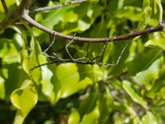 Phasmatinae