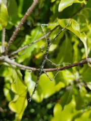 Phasmatinae