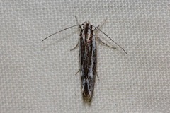 Leptosaces schistopa