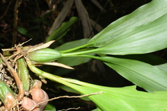 Coelogyne