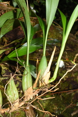 Coelogyne