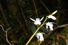 Coelogyne