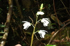 Coelogyne