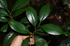 Castanopsis