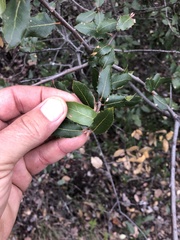 Quercus wislizeni frutescens