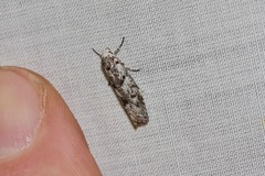 Lichenaula onychotypa