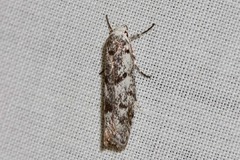 Lichenaula onychotypa