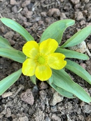 Ranunculus glaberrimus ellipticus