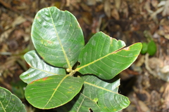 Lithocarpus