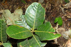 Lithocarpus