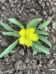 Ranunculus glaberrimus ellipticus