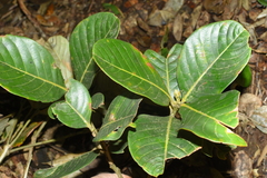 Lithocarpus