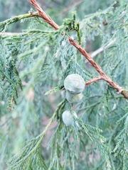 Juniperus flaccida