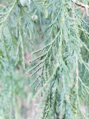 Juniperus flaccida