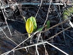 Lysichiton americanus