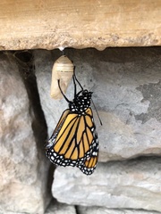 Danaus plexippus