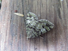 Hydriomena speciosata