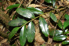 Amomum