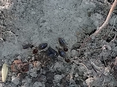 Tenuirostritermes