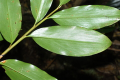 Amomum