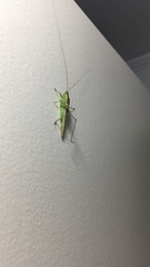 Conocephalus longipes