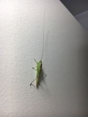 Conocephalus longipes