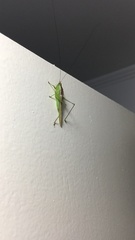 Conocephalus longipes