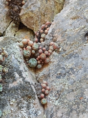Echeveria amoena