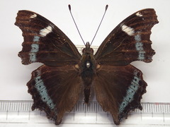 Kaniska canace nojaponicum