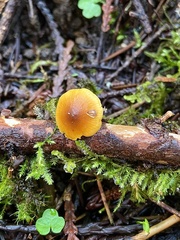 Heimiomyces fulvipes
