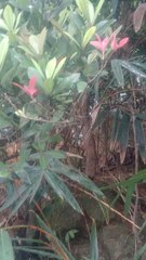 Jatropha integerrima