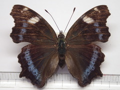 Kaniska canace nojaponicum