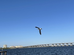 Leucophaeus atricilla