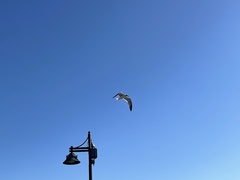 Leucophaeus atricilla