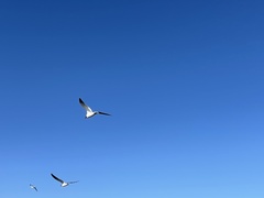 Leucophaeus atricilla