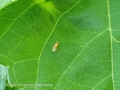 Insecta
