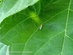 Insecta