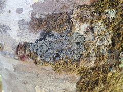 Degelia crustacea