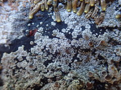 Degelia crustacea