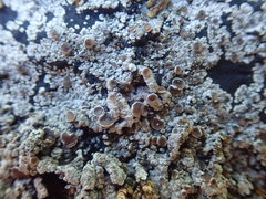 Degelia crustacea