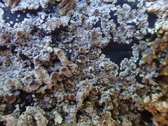 Degelia crustacea