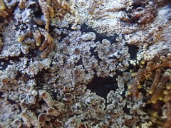 Degelia crustacea