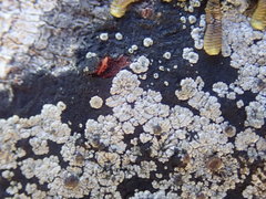 Degelia crustacea