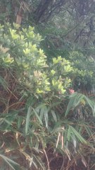 Alstonia scholaris