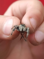 Phidippus bidentatus