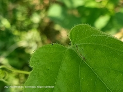 Insecta