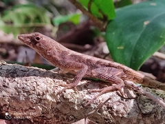 Anolis tropidonotus