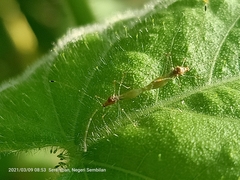 Insecta